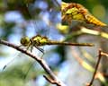 genre Sympetrum(?) (sanguineum - femelle)