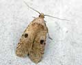 Agonopterix arenella