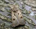 Agrotis exclamationis (Double tache)