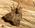 Agrotis sp.