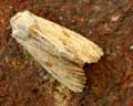 Apamea lithoxylaea