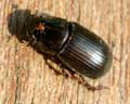 Aphodius rufipes