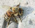 Apis mellifera/mellifica