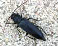 Arhopalus ferus =tristis