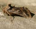 Autographa gamma (profil)