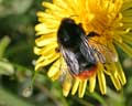 Bombus lapidarius