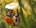 Bombus pascuorum