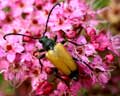 Brachyleptura fulva (Leptura)