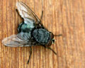 Calliphora vicina