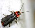 Cantharis fusca