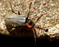 Rencontre de Cantharis et Camponotus