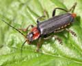 Cantharis fusca