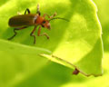 Cantharis livida