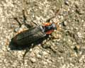 Cantharis obscura