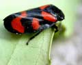 Cercopis vulnerata