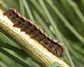 Chenille de Lasiocampa quercus Belgique