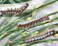 Chenille de Lasiocampa quercus - mue Belgique