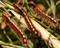 Chenille de Lasiocampa quercus (en décembre)