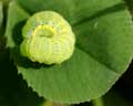 Chenille sp. (Lacanobia oleracea ?)