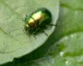 Chrysolina herbacea