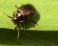 Chrysolina oricalcia