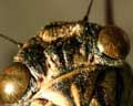 Cicada orni - France Var