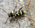 Clytus arietis