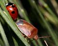 Coccinella et Piezodorus au soleil