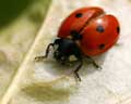 Coccinella septempunctata