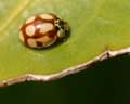 Coccinellidae sp.- Adalia decemguttata/decempunctata(?)