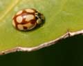 Coccinelle sp. - Adalia decemguttata/decempunctata(?)