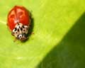 Harmonia quadripunctata