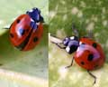 Coccinella septempunctata