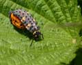 Larves de Coccinella