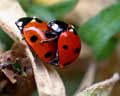 Coccinella septempunctata