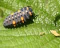 Larve Coccinella septempunctata C