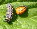 Larve Coccinella septempunctata D