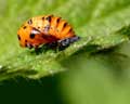 Larve Coccinella septempunctata E