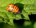 Larve Coccinella septempunctata F