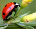 Imago Coccinella septempunctata