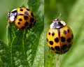 Harmonia axyridis