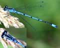 Coenagrion puella