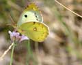 Colias crocea