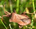 Coreus marginatus