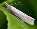 Crambus perlella