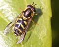 Dasysyrphus albostriatus