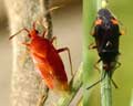 Deraeocoris ruber