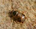 Deraeocoris flavilinea