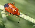 Deraeocoris olivaceus