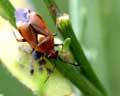 Deraeocoris ruber var.